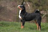 BOUVIER D'APPENZELL 075